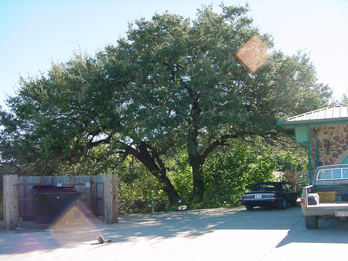 Indian Marker Tree-recent